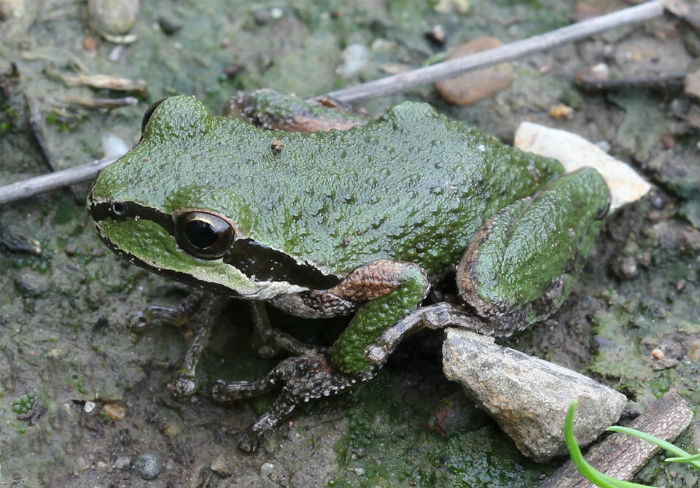 Sierran Treefrog